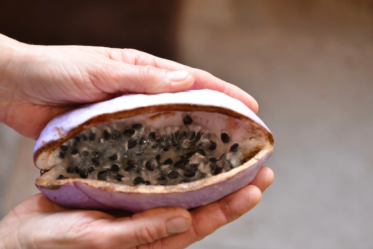 Eetbare sierplant uit het Oosten: ontdek de magie van de chocoladerank (Akebia) 